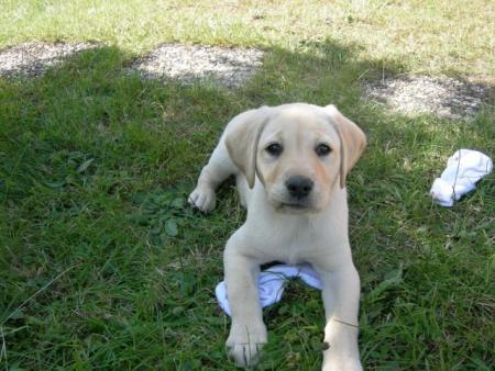 le chien a camille dans lerbe